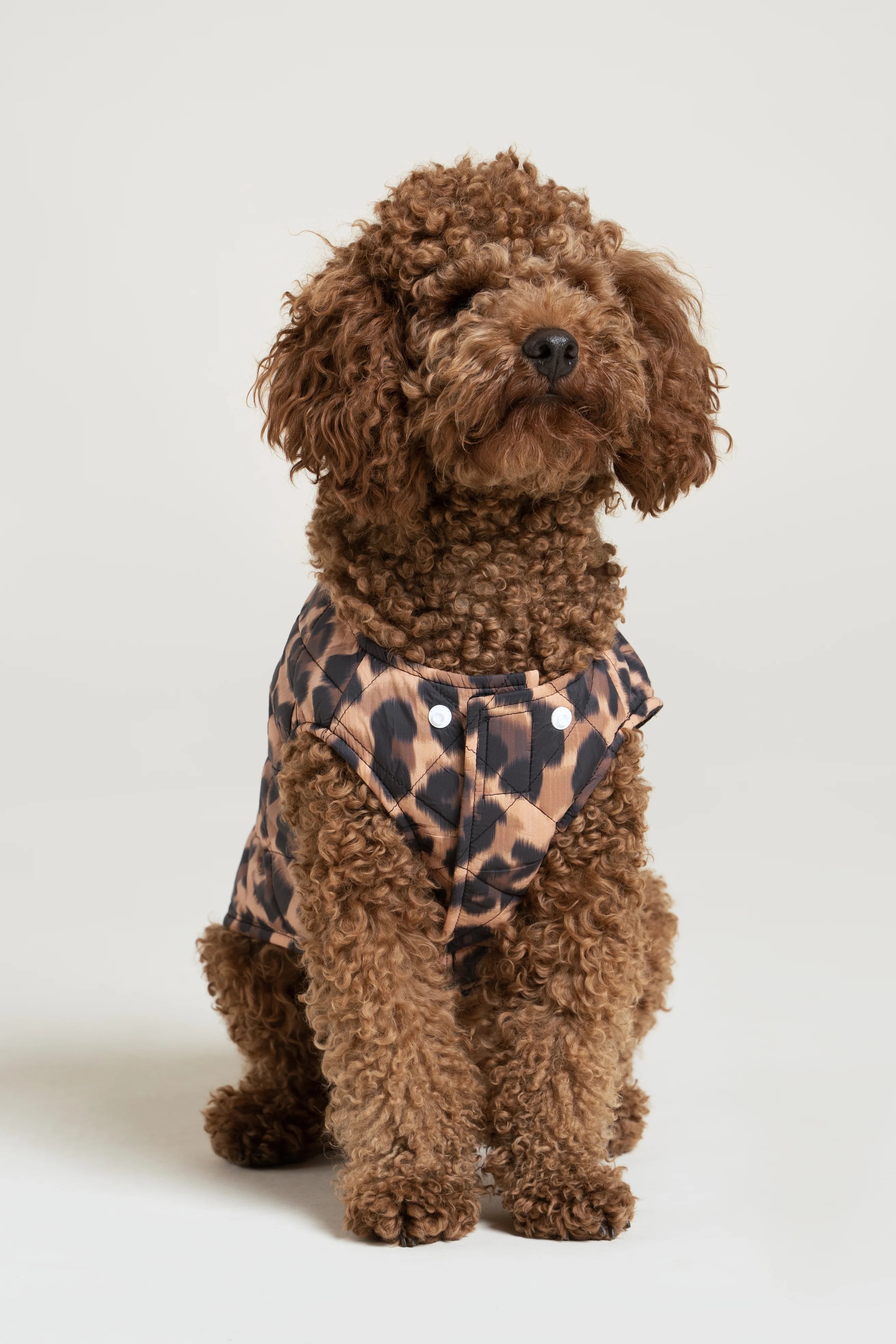 flotte-vincennes-doudoune-pour-chien-matelass-e image 1