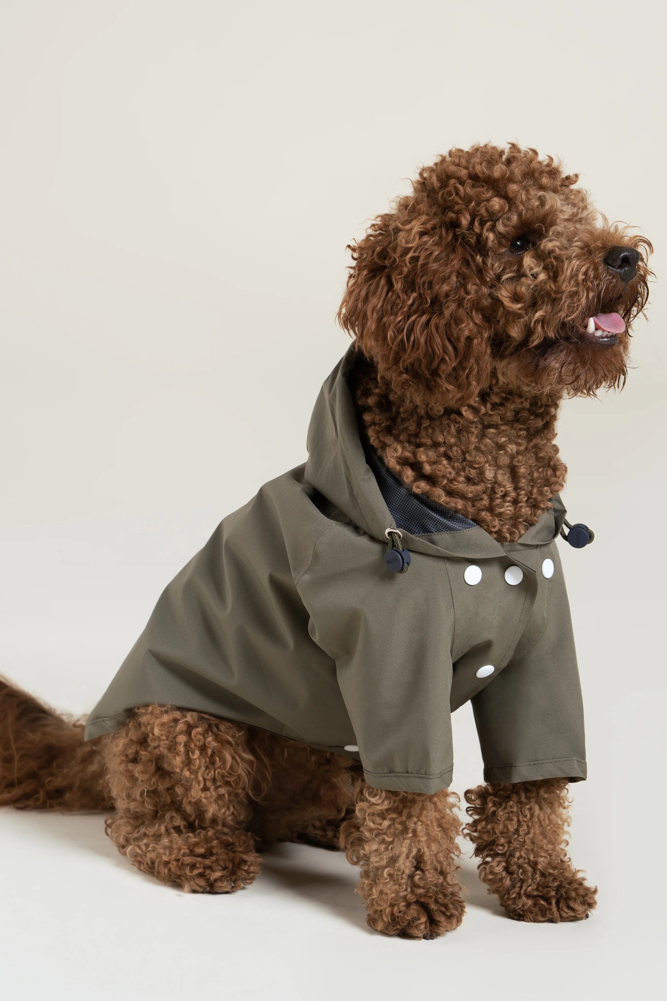 flotte-boulogne-imperm-able-pour-chien-l-ger image 2