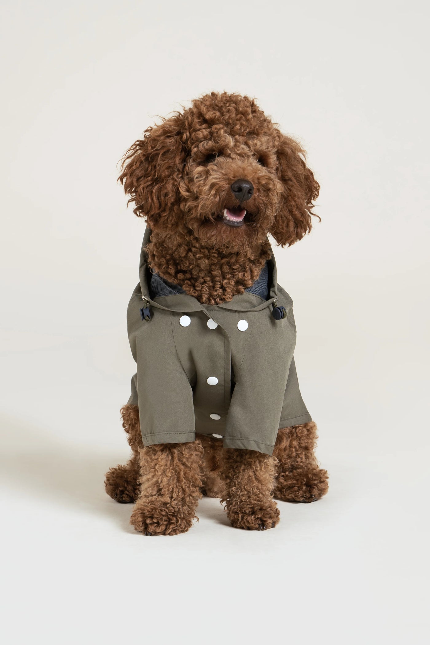 flotte-boulogne-imperm-able-pour-chien-l-ger-capuche image 1