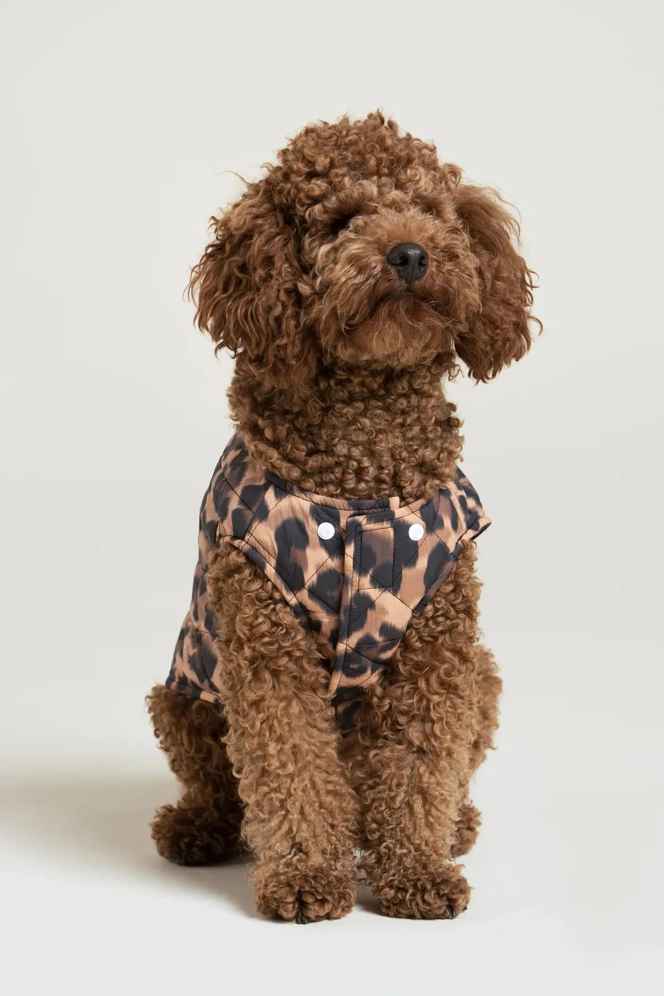 flotte-vincennes-doudoune-pour-chien-matelass-e image 1