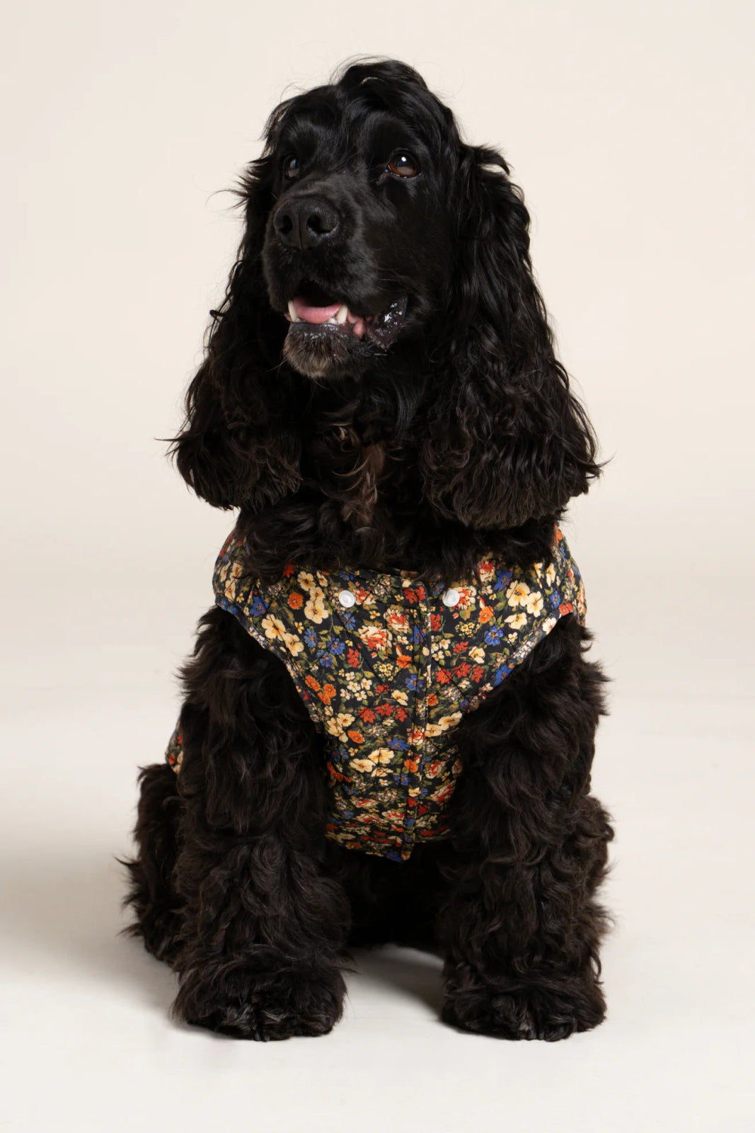 flotte-vincennes-doudoune-pour-chien-matelass-e image 8