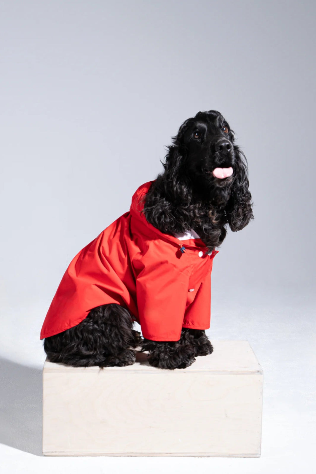 flotte-boulogne-imperm-able-pour-chien-l-ger image 8