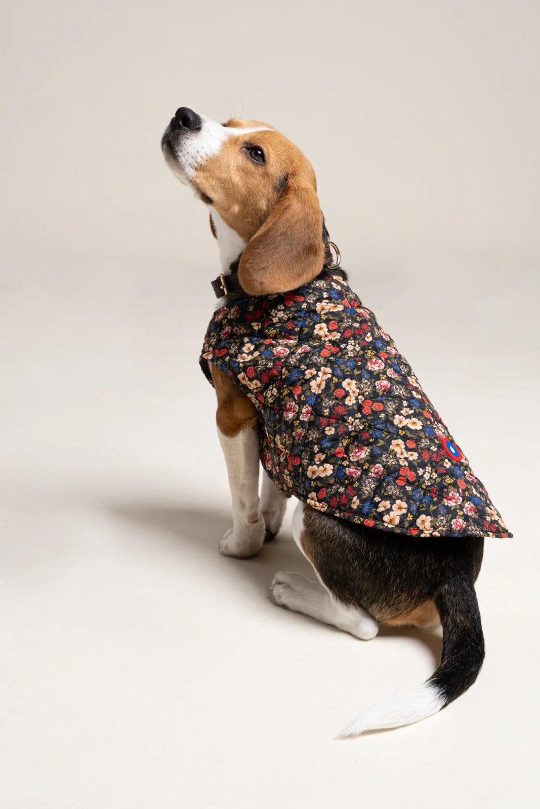 flotte-vincennes-doudoune-pour-chien-matelass-e image 3