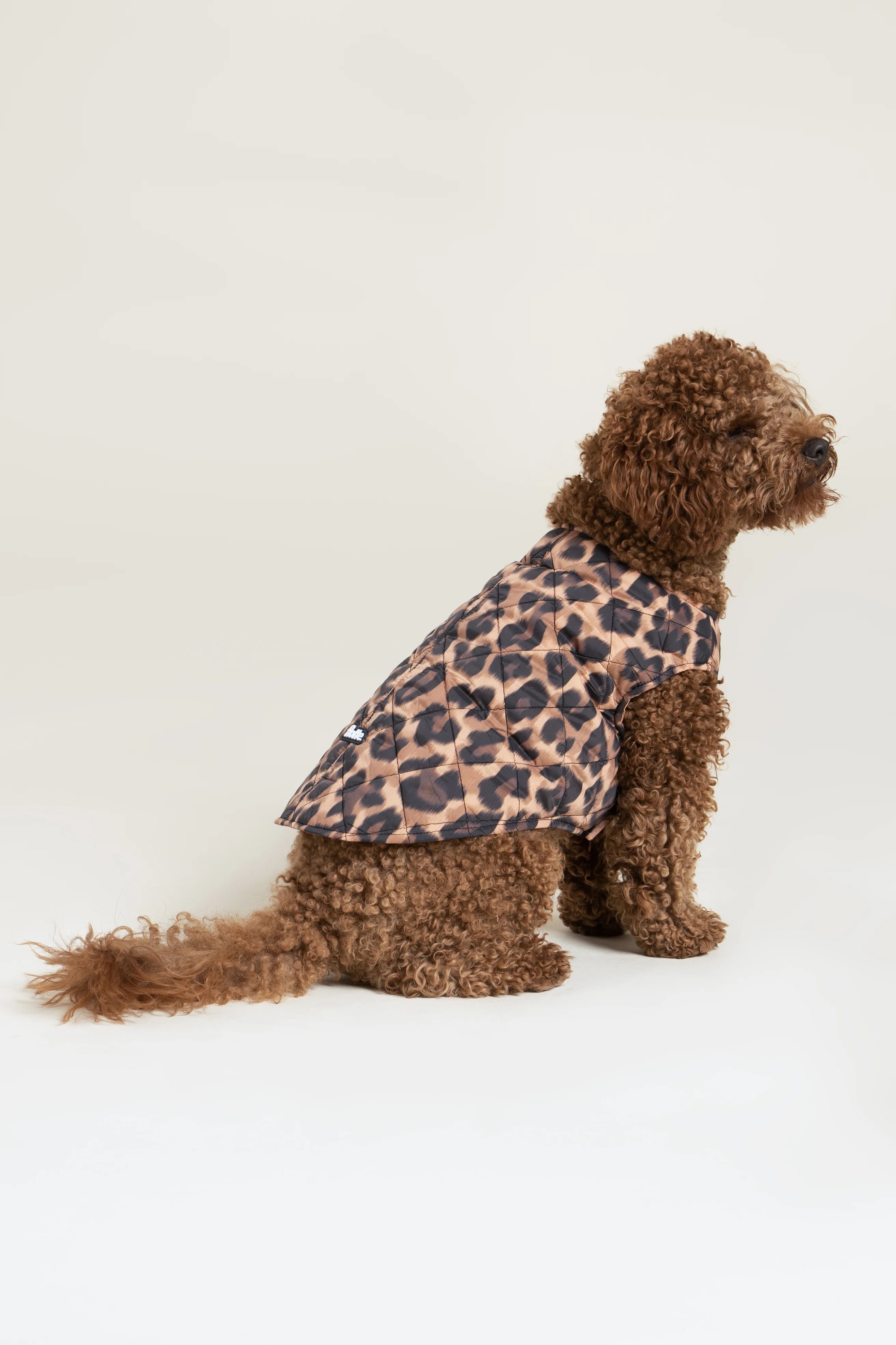 flotte-vincennes-doudoune-pour-chien-matelass-e image 2