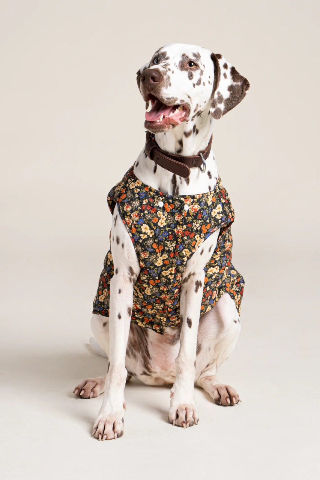 flotte-vincennes-doudoune-pour-chien-matelass-e image 7