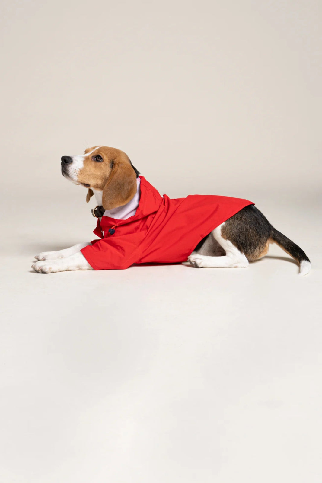 flotte-boulogne-imperm-able-pour-chien-l-ger image 6